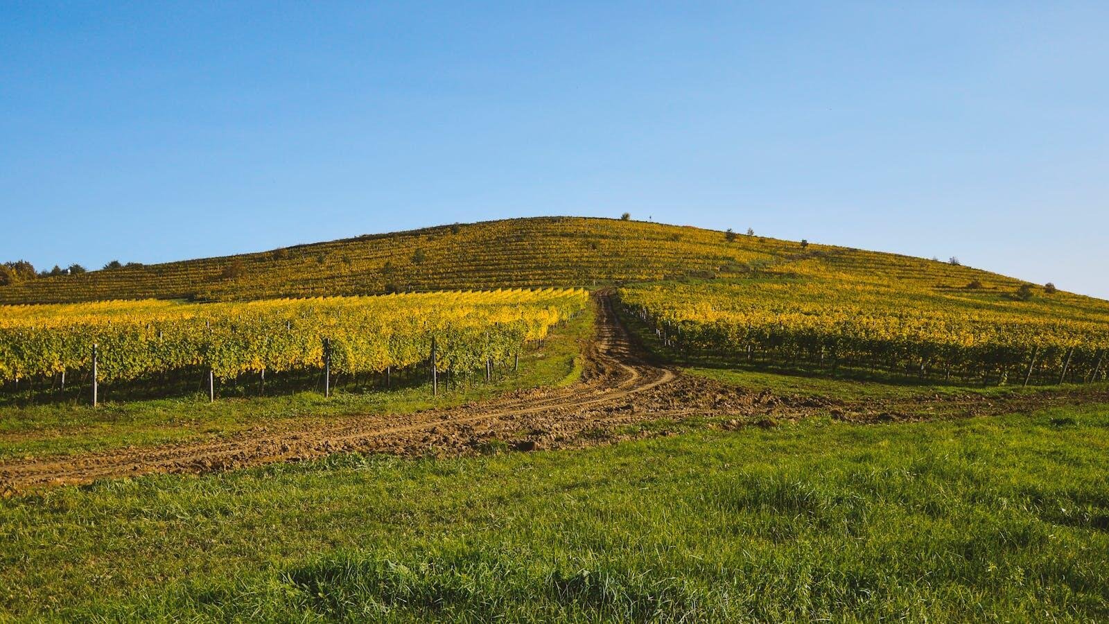 São Joaquim: vinhos de altitude - foto 1